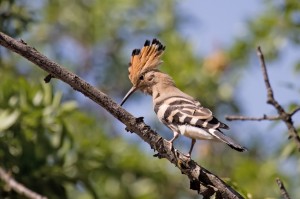 A Eurasian  (Upupa epops) pecking a branch