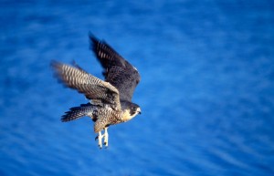 Peregrine falcon flying,wing blur